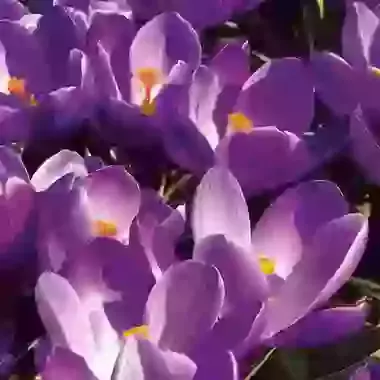 Remembrance